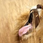lion yawning